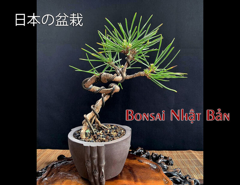 Cây thông đen Nhật mini trồng chậu Nhật - cây bàn trà cao 20 cm